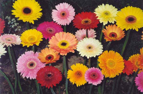 Gerbera-Flor